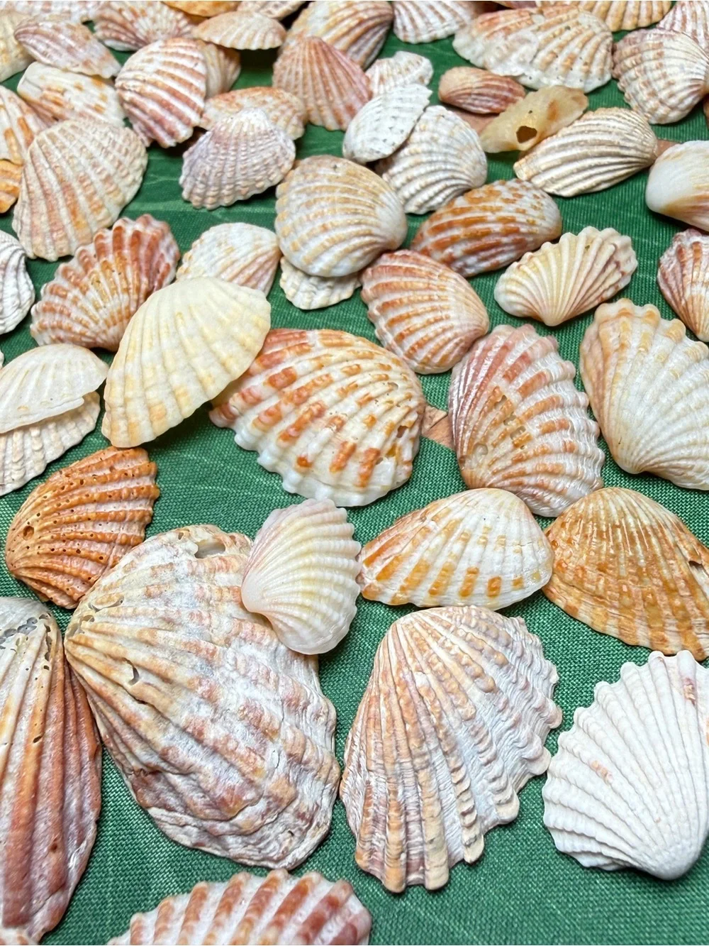 Creating On The Coast 50 mixed